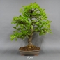 Preview: Bonsai, Eiche