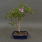 Preview: Fingerstrauch, rosa, Potentilla