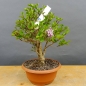 Preview: product image