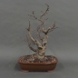 Preview: Hasel Bonsai Herbst 2025