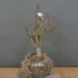 Preview: Prunus mahaleb, Steinweichsel, Bonsai