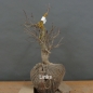 Preview: Prunus mahaleb, Steinweichsel, Bonsai