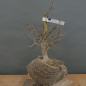 Preview: Prunus mahaleb, Steinweichsel, Bonsai