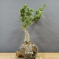 Preview: Blaue Mädchenkiefer - Pinus parvifolia 'Glauca' B7