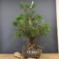 Preview: Bonsai, Pinus sylvestris