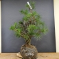 Preview: Bonsai, Pinus sylvestris