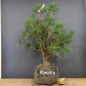 Preview: Bonsai, Pinus sylvestris
