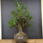 Preview: Bonsai, Pinus sylvestris