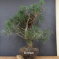 Preview: Bonsai, Pinus sylvestris