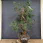 Preview: Bonsai, Pinus sylvestris