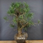 Preview: Bonsai, Pinus sylvestris