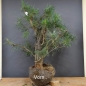 Preview: Bonsai, Pinus sylvestris