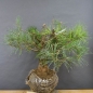 Preview: Bonsai, Pinus sylvestris