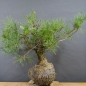 Preview: Bonsai, Pinus sylvestris