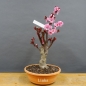 Preview: Prunus persica, Spring Glory, Zierpfirsisch
