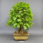 Preview: Bonsai, Linde