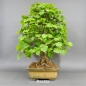 Preview: Bonsai, Linde