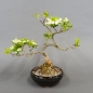 Preview: Satsuki, Azalee, Bonsai
