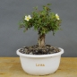 Preview: Potentilla, Fingerstrauch, Bonsai