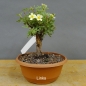 Preview: Potentilla, Fingerstrauch, Bonsai