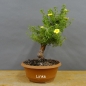 Preview: Potentilla, Fingerstrauch, Bonsai