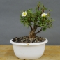 Preview: Potentilla, Fingerstrauch, Bonsai