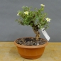 Preview: Potentilla, Fingerstrauch, Bonsai