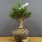 Preview: Pinus sylvestris Silberkiefer