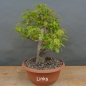 Preview: Pre-Bonsai, Acer ginnala, Feuerahorn