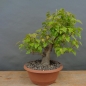 Preview: Pre-Bonsai, Acer ginnala, Feuerahorn