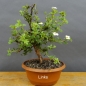 Preview: Potentilla, Fingerstrauch, Bonsai