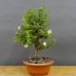 Preview: Potentilla, Fingerstrauch, Rohling