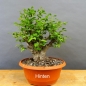 Preview: Prunus cerasifera, Mirabelle