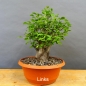 Preview: Prunus cerasifera, Mirabelle
