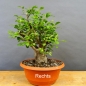 Preview: Prunus cerasifera, Mirabelle