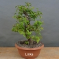 Preview: Prunus cerasifera, Mirabelle