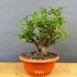 Preview: Prunus cerasifera, Mirabelle
