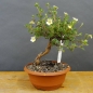 Preview: Potentilla, Fingerstrauch, Bonsai