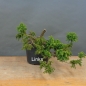 Preview: Pre-Bonsai,  Cryptomeria links