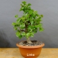 Preview: Prunus mahaleb, Steinweichsel, Bonsai