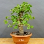 Preview: Prunus mahaleb, Steinweichsel, Bonsai