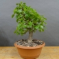Preview: Prunus mahaleb, Steinweichsel, Bonsai