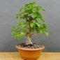 Preview: Prunus mahaleb, Steinweichsel, Bonsai