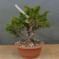 Preview: Bonsai Juniperus chinensis Itoigawa