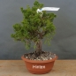 Preview: Bonsai Juniperus chinensis Itoigawa