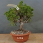 Preview: Bonsai Juniperus chinensis Itoigawa