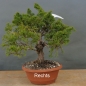 Preview: Bonsai Juniperus chinensis Itoigawa