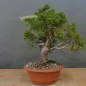 Preview: Bonsai Juniperus chinensis Itoigawa