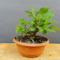 Preview: Pre-Bonsai, Celastrus, Baumwürger
