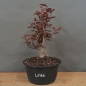 Preview: Prunus, cerasifera, Nigra, Blutpflaume